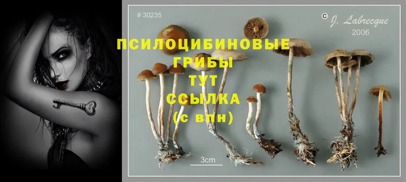 Галлюциногенные грибы Cubensis  mega ССЫЛКА  Тихорецк 